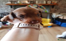 Dachshund dogs for sale: READY NOW Dachshund Puppies - Image 12