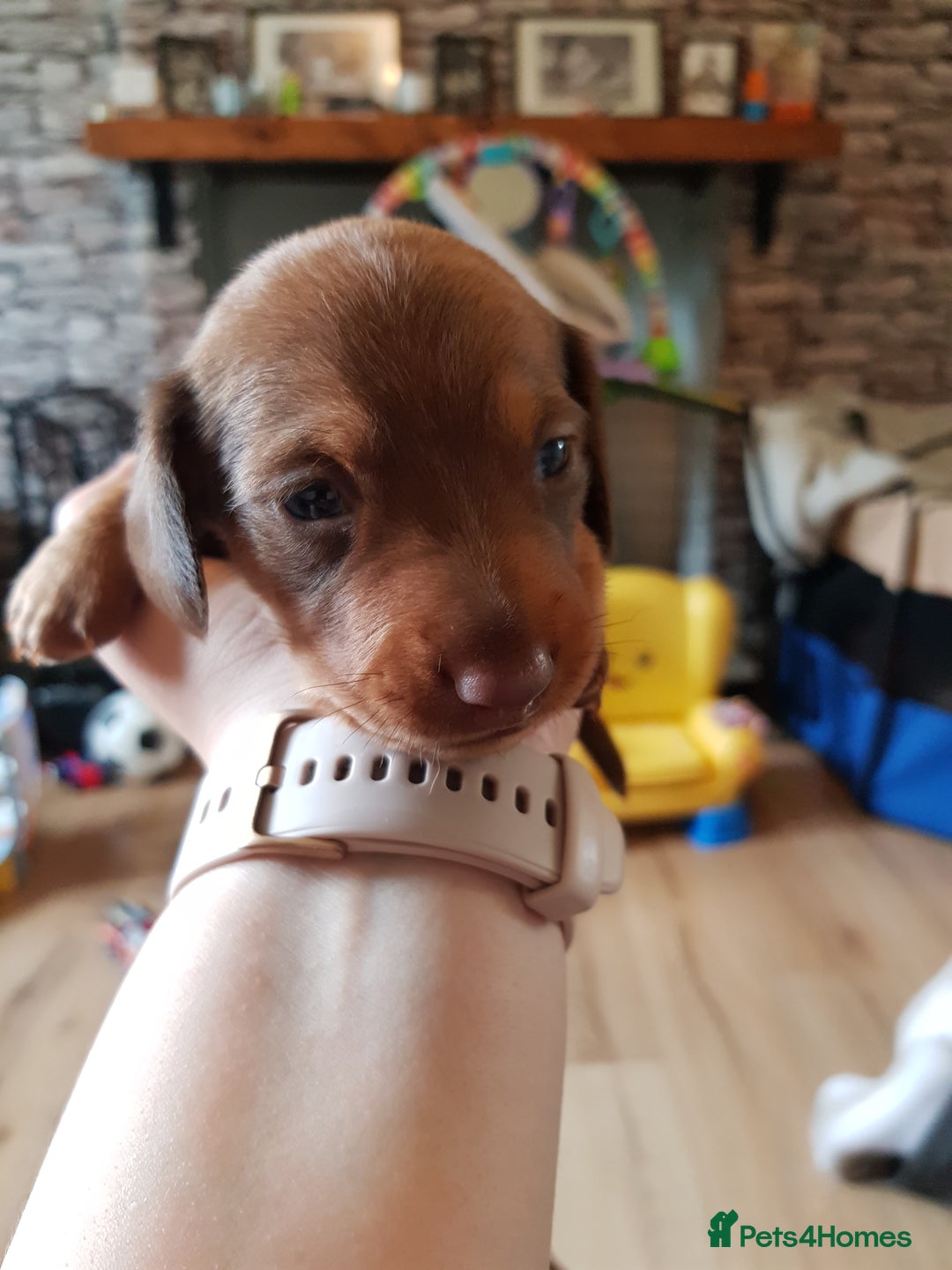 Dachshund dogs for sale: READY NOW Dachshund Puppies - Image 12