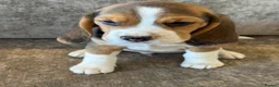 Beagle dogs for sale: TRUE SHOW TYPE KC REGISTERED BEAGLES - Advert 5