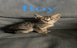 British Shorthair cats for sale: Beautiful kittens - Image 6