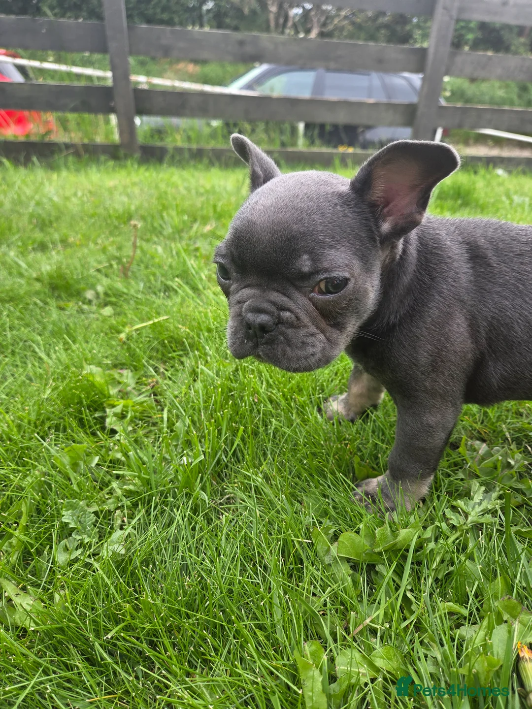 French Bulldog dogs for sale: Blue Grey frenchie little boy  - Advert 2