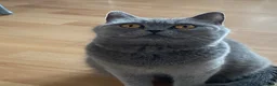 British Longhair cats for sale: British shorthaired kittens  - Advert 5