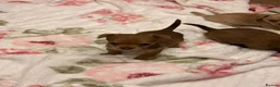 Jack Russell dogs for sale: Jack Russell  - Advert 5