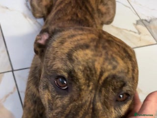 Mixed Breed dogs Beautiful loving dog in need of forever home - Advert 12