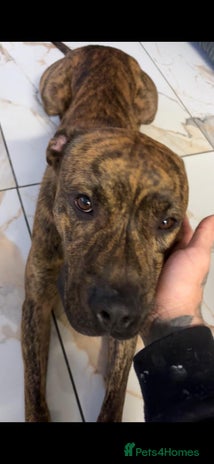 Mixed Breed dogs Beautiful loving dog in need of forever home - Advert 11