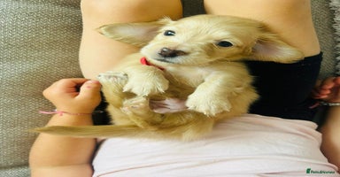 Miniature Dachshund dogs - Advert 7