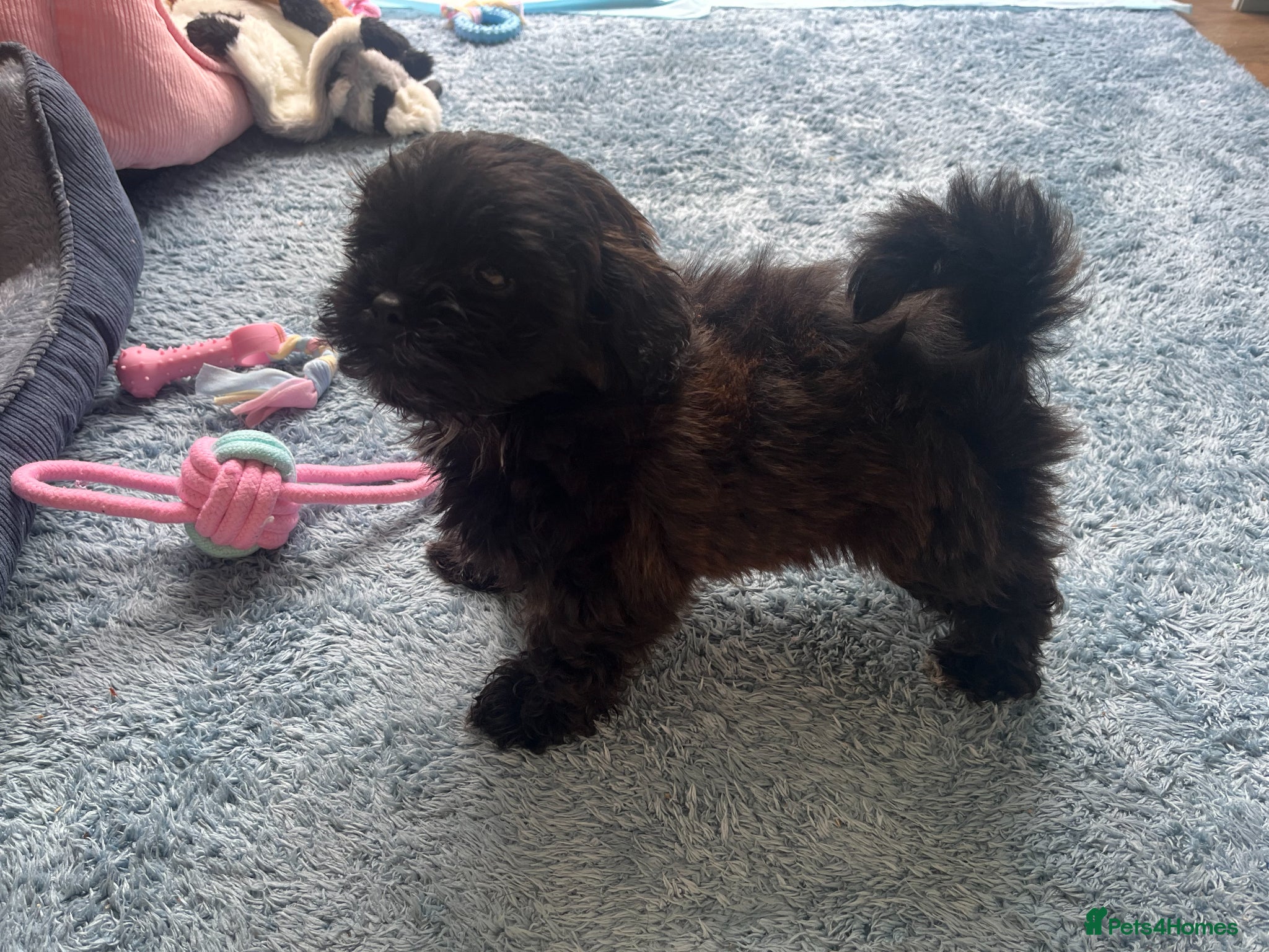Shihpoo dogs Imperial Shihpoo Female Puppy - Advert 2