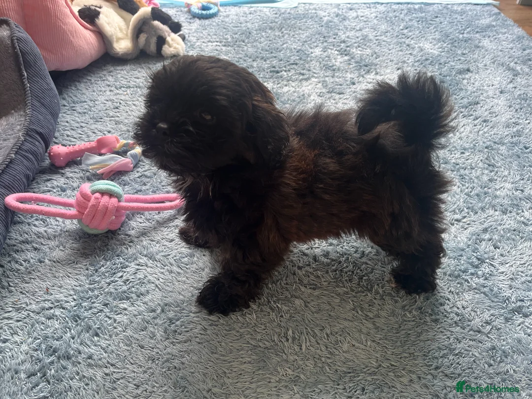 Shihpoo dogs for sale: Imperial Shihpoo Female Puppy in Eye - Advert 1