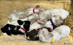 Cocker Spaniel dogs for sale: Show Cocker Spaniel Puppies For Sale - Image 8