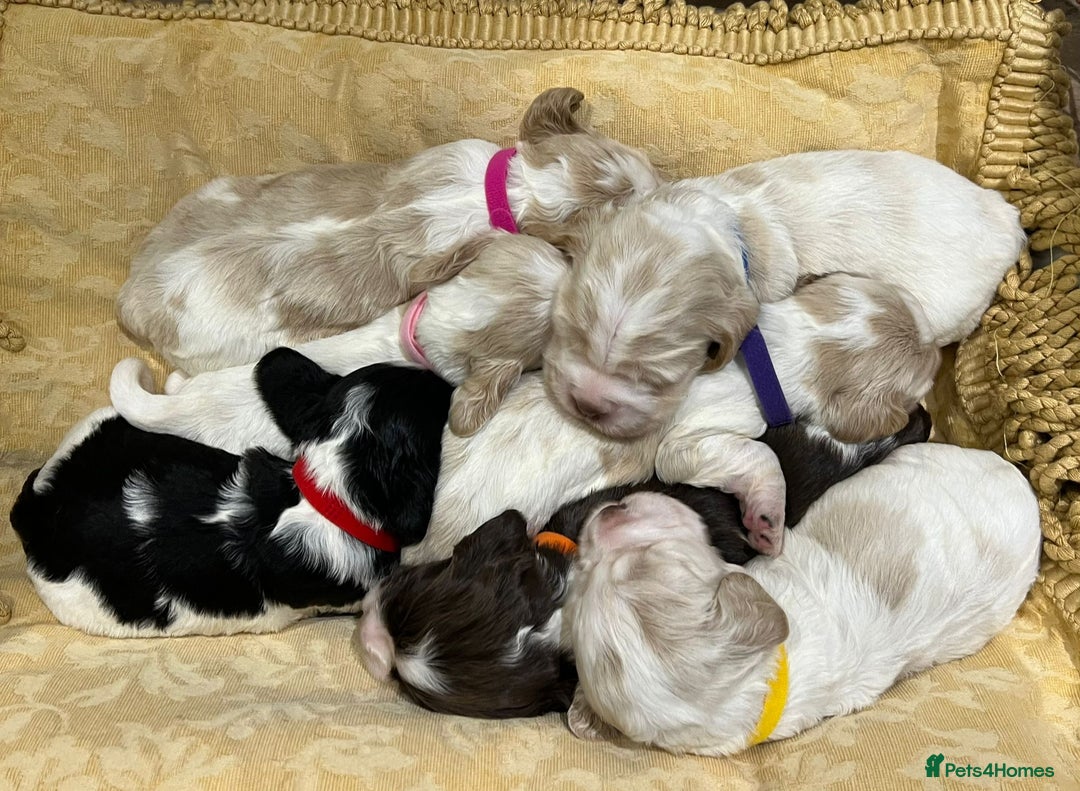 Cocker Spaniel dogs for sale: Show Cocker Spaniel Puppies For Sale - Image 8