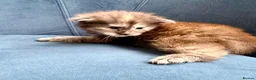 Maine Coon cats for sale: XL MAINE COON KITTENS UNIQUE COLOUR XL BLOODLINE - Advert 14