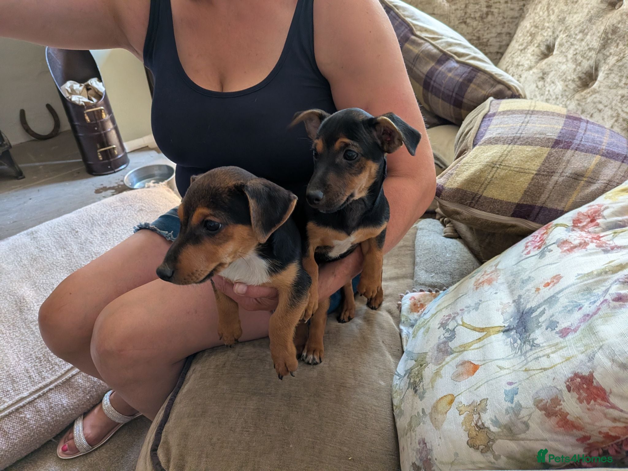 Jack Russell dogs Dock tails, short legged/haired Jack Russel  - Advert 2