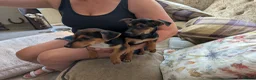Jack Russell dogs for sale: Ready 10 weeks  Gorgeous bk & tan Jack Russel  - Advert 4
