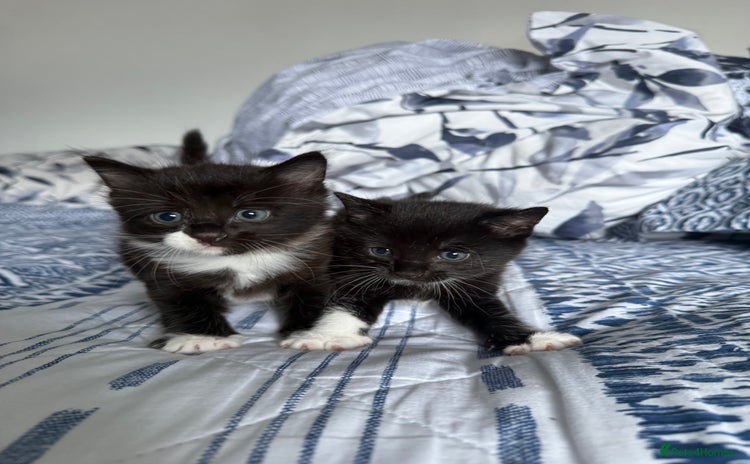 Domestic Shorthair cats - Advert 12