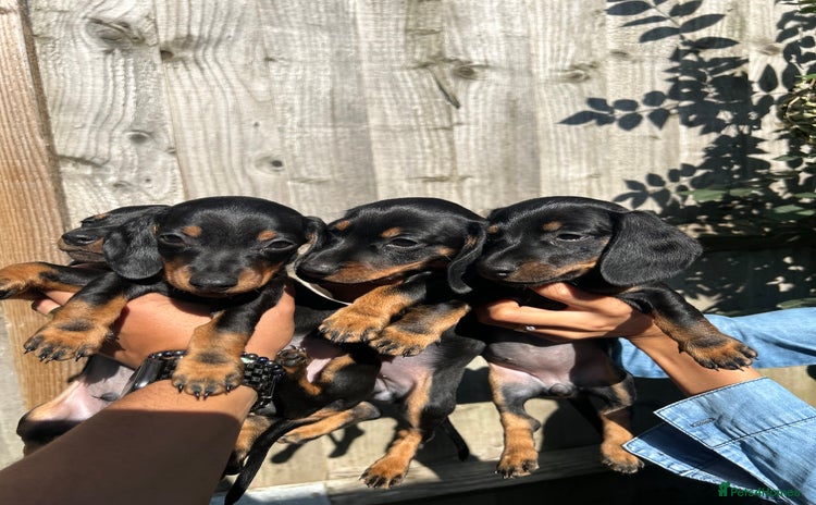 Dachshund dogs - Advert 3