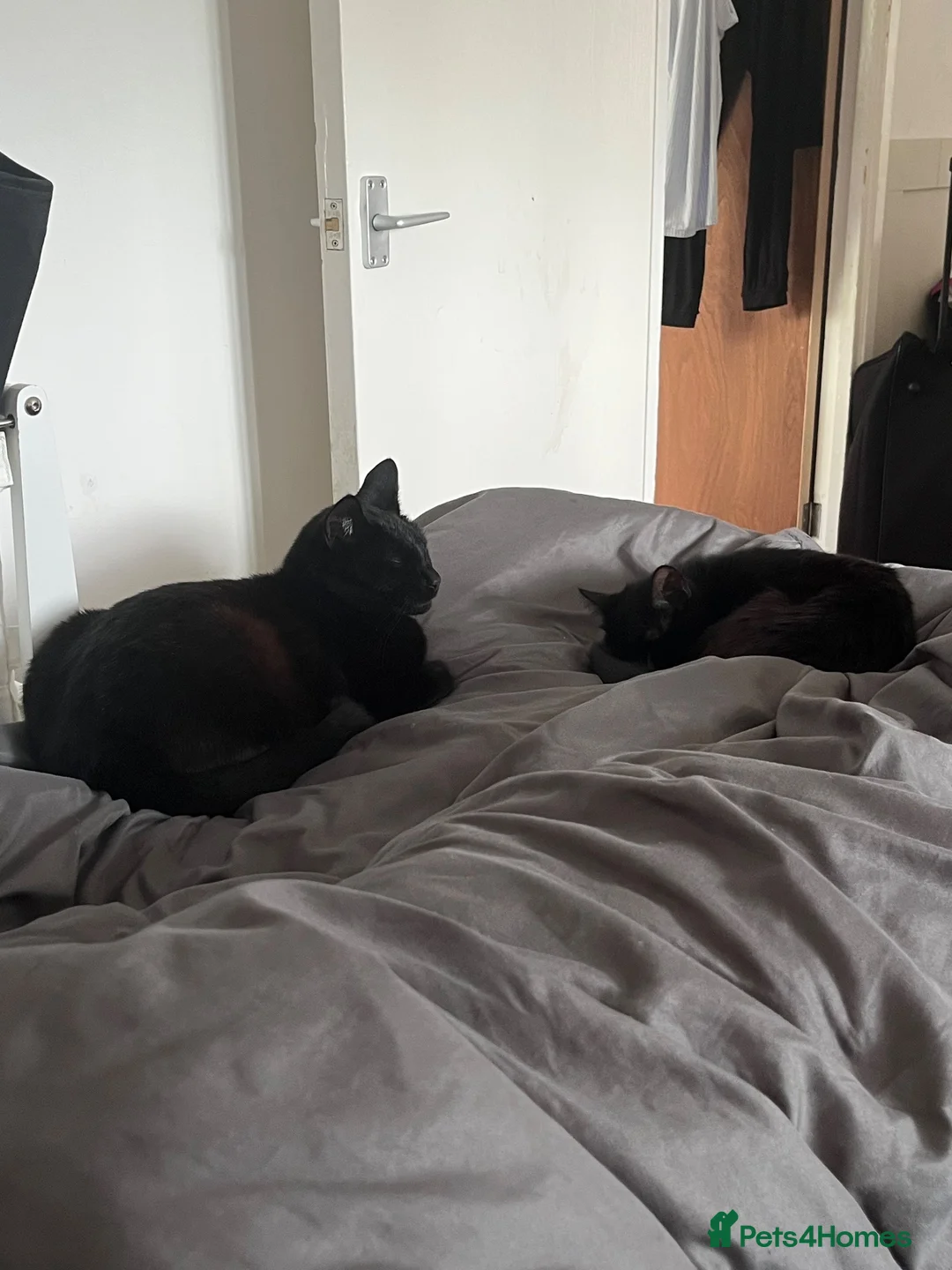 Bombay cats for sale: Two cats for free - Advert 1