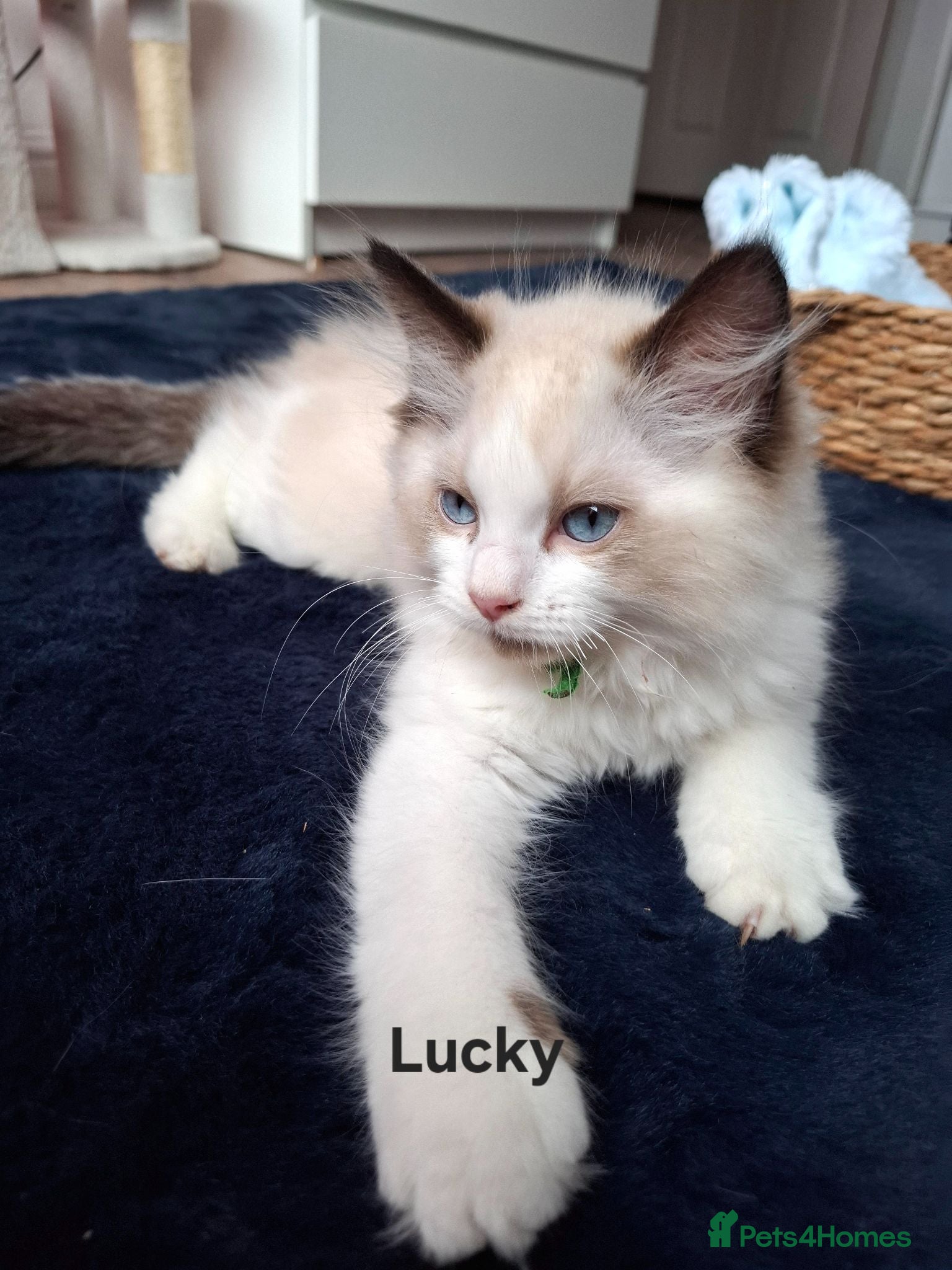 Ragdoll cats Purebread Ragdoll Kittens - TICA YORKSHIRE - Advert 1