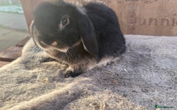 Mini Lop rabbits for sale: Lovely mini lop girl - available now - Advert 2
