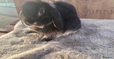 Mini Lop rabbits Lovely mini lop girl - available now - Advert 2