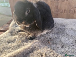Mini Lop rabbits Lovely mini lop girl - available now - Advert 1