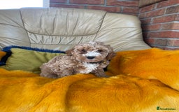 Cavachon dogs for sale: Boys and a girl available  - Image 2