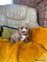 Cavachon dogs - Advert 3