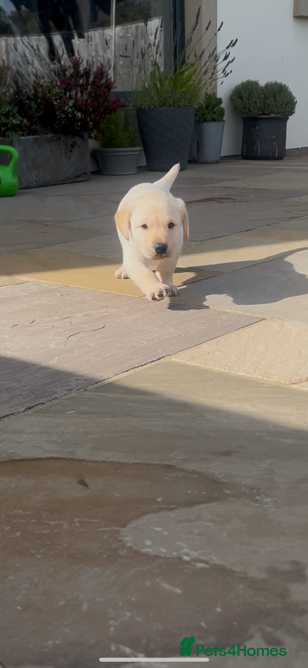 Labrador Retriever dogs for sale: Labrador pups  - Image 5