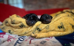 Dobermann dogs for sale: 🏆Supreme Dobermanns - Where Excellence Begins 🏆 - Image 12