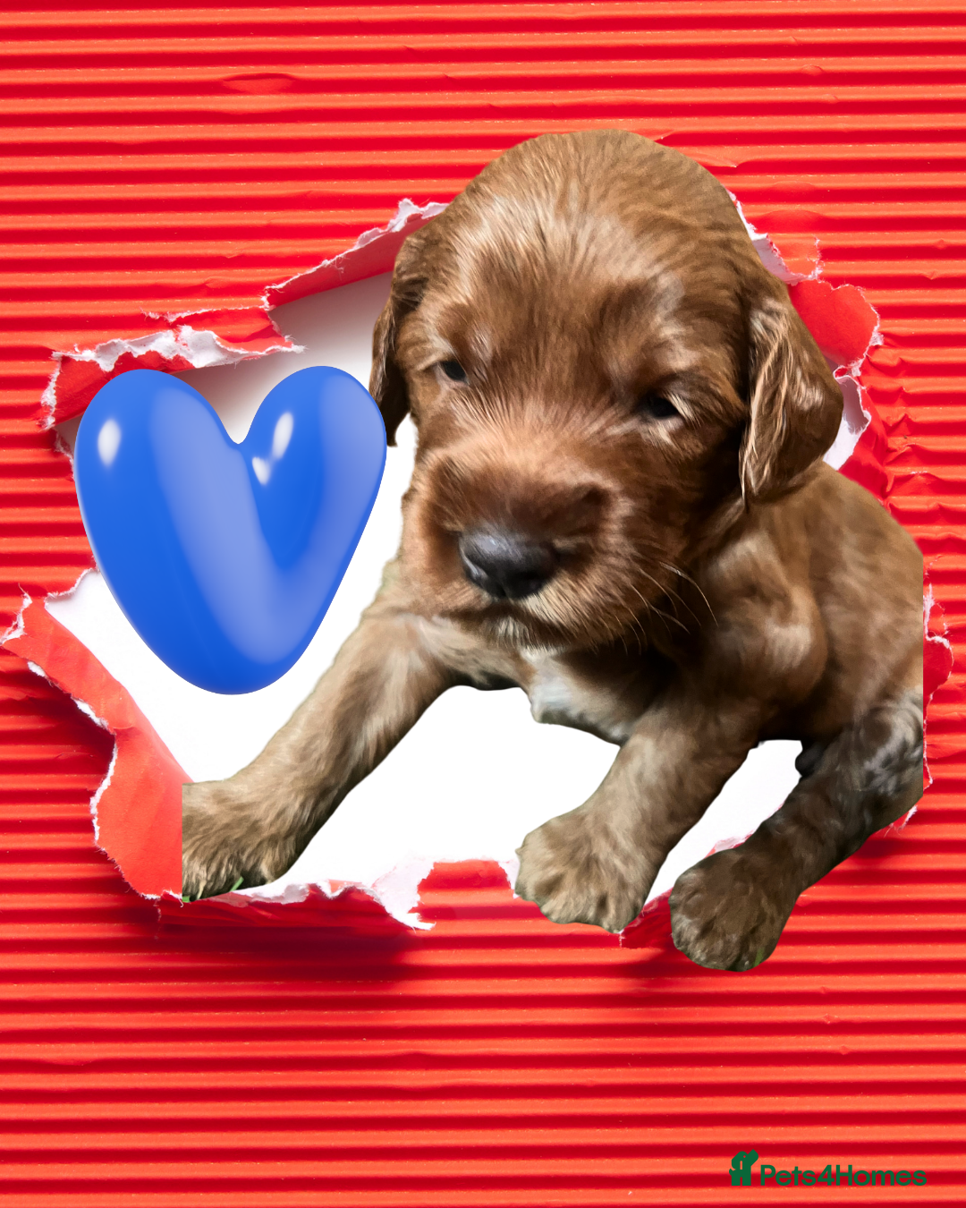 Australian Labradoodle dogs Tiny Tails,Big♥️Australian labradoodle - Advert 3