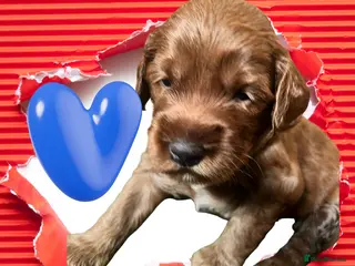 Australian Labradoodle dogs Tiny Tails,Big♥️Australian labradoodle - Advert 3
