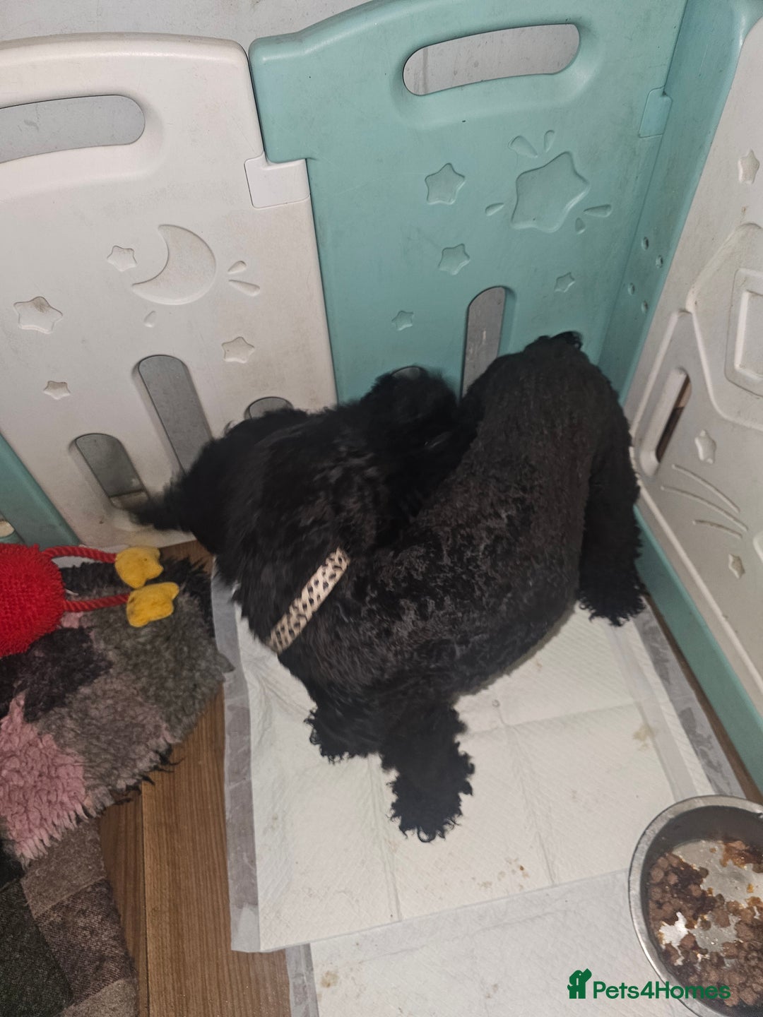 Miniature Poodle dogs for sale: Mini black poodles  - Advert 2