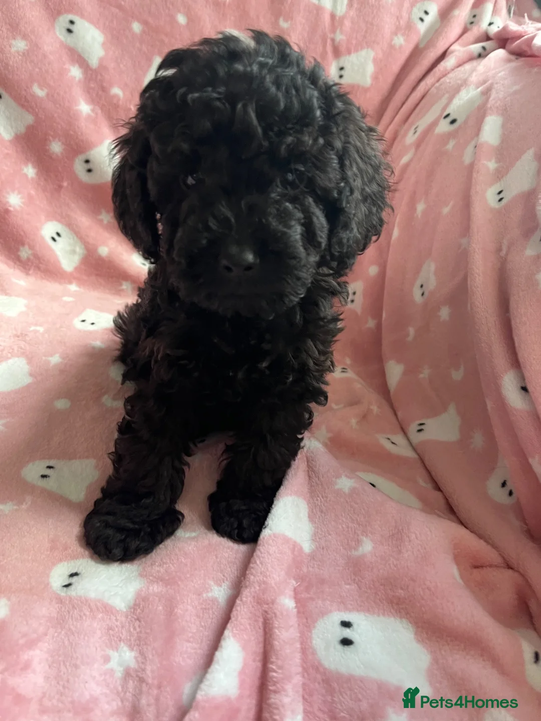 Cockapoo dogs for sale: F1 cockapoos - Advert 10