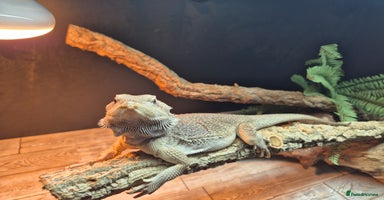 Bearded Dragon reptiles - Advert 4