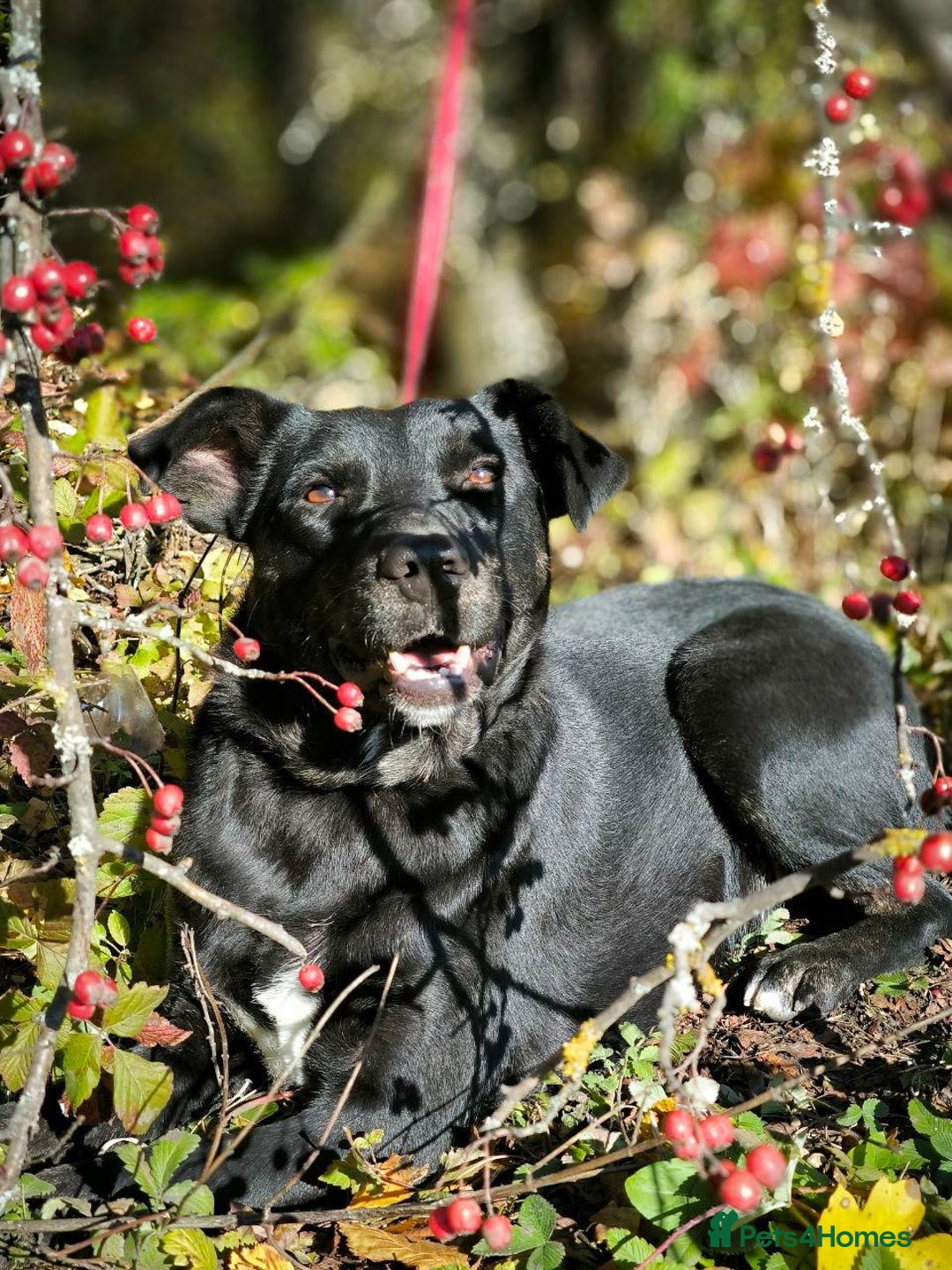 Mixed Breed dogs for adoption: ❤️Blacky❤️1.5 yo upper-medium girl-Labrador cross - Advert 4