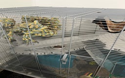 Rat rodents for sale: Two 6 months old male rats - Image 8