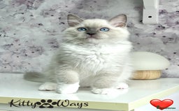 Ragdoll cats for sale: 🐾🩷*TICA REG* EU RAGDOLL KITTENS🌟 DNA CLEAR 🩵🐾 - Image 5