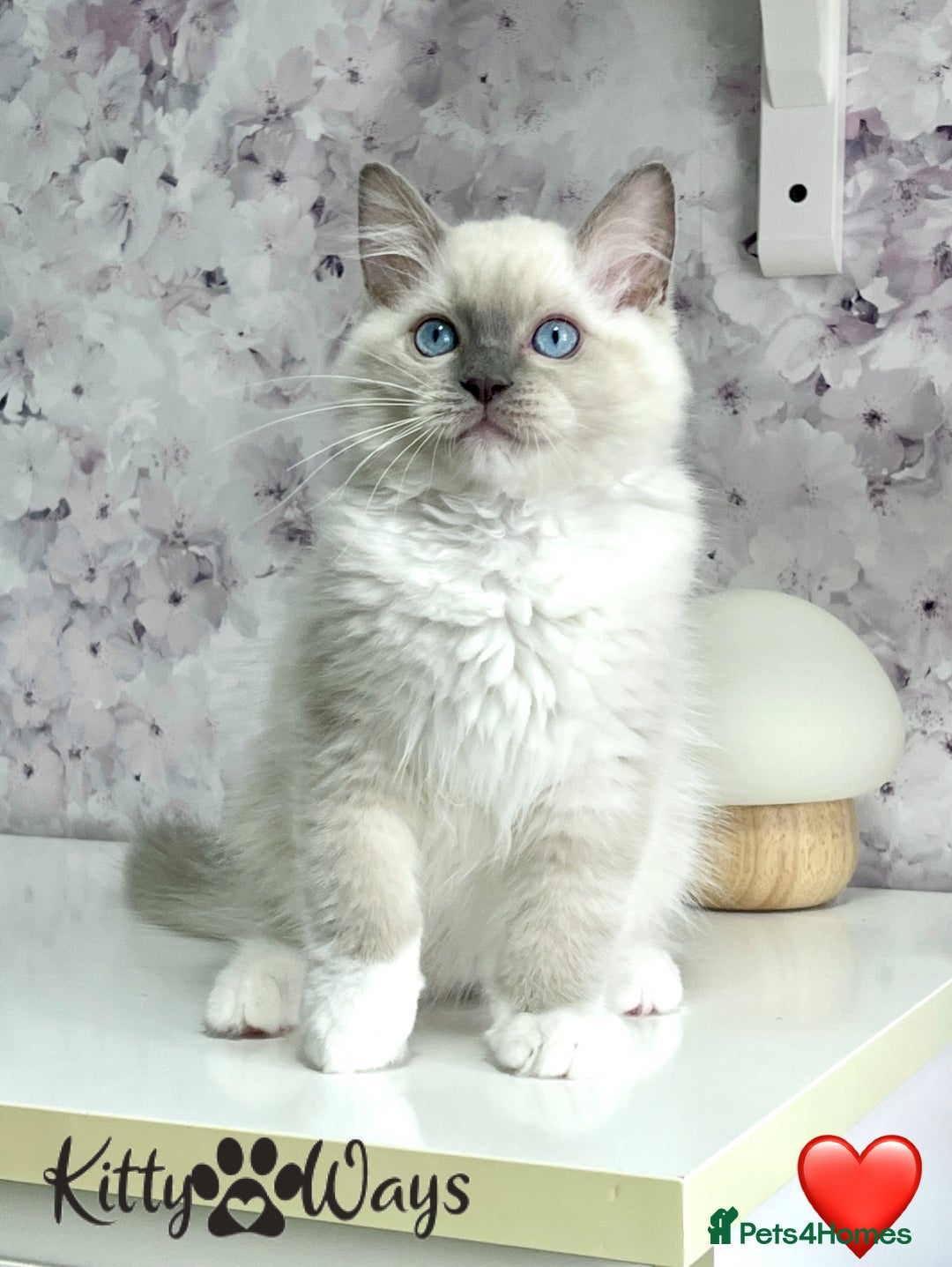 Ragdoll cats for sale: 🐾🩷*TICA REG* EU RAGDOLL KITTENS🌟 DNA CLEAR 🩵🐾 - Image 5