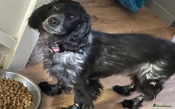 Cocker Spaniel dogs for sale: Working Cocker Spaniel Puppy - Image 1