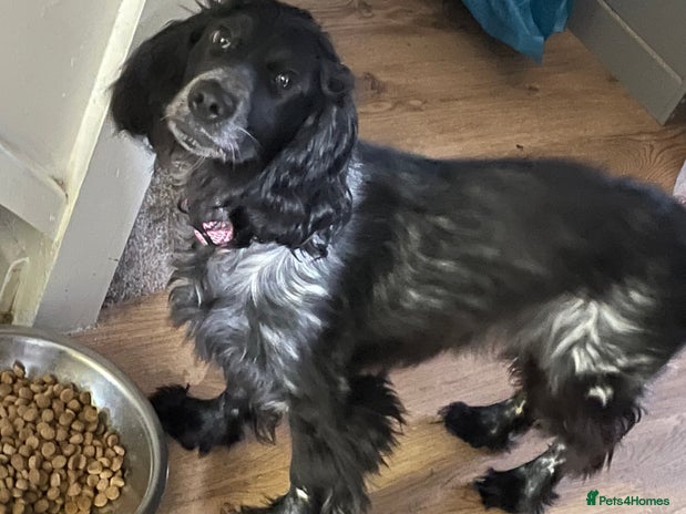 Cocker Spaniel dogs - Advert 2