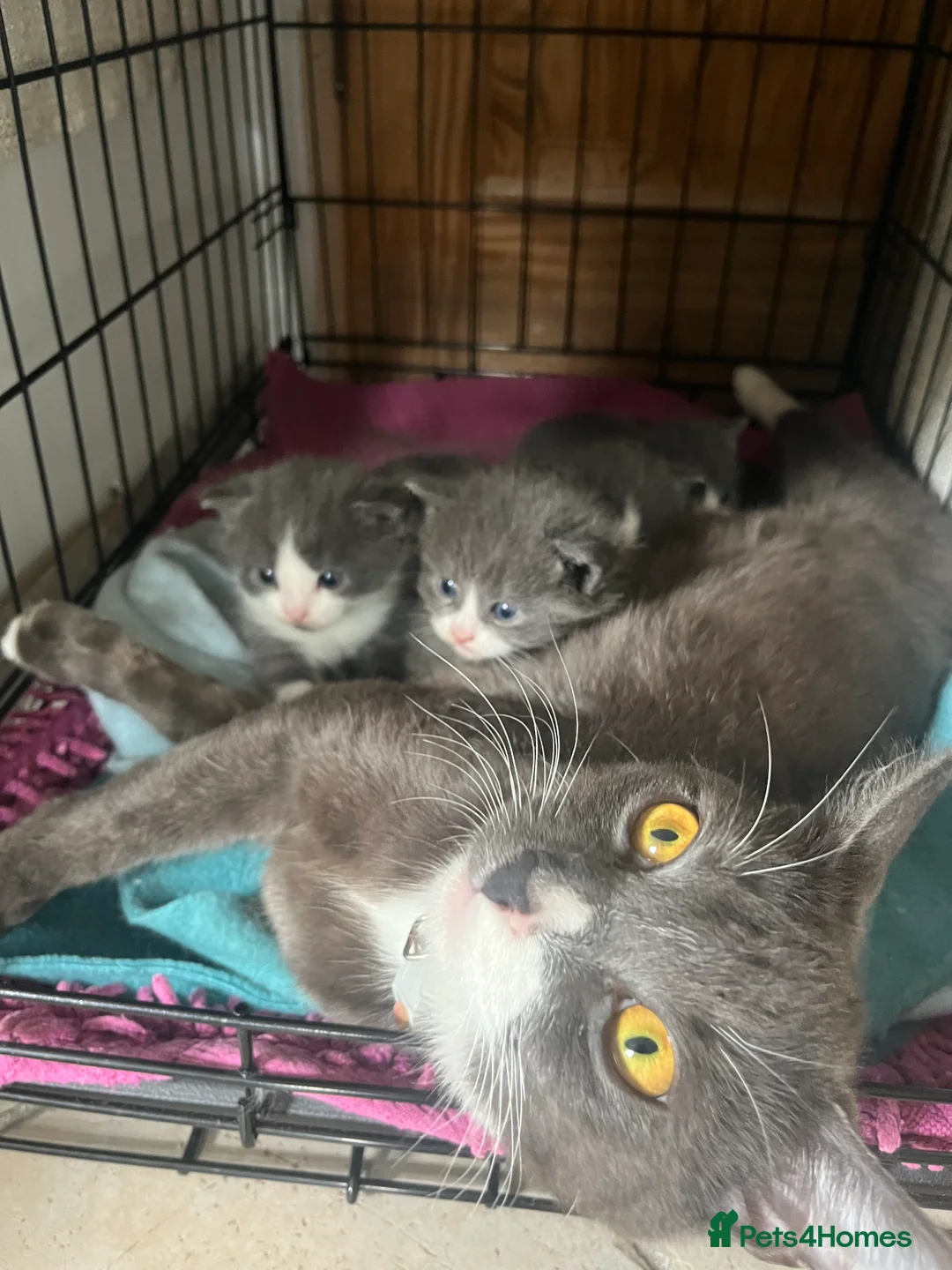 Mixed Breed cats for sale: 8 weeks old mixed breed grey & white fluffy kitten - Advert 2