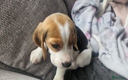 Beagle dogs for sale: KC Registered Pedigree Male Beagle Pup - Image 7