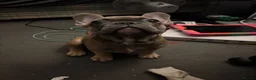 French Bulldog dogs for sale: Frenchie pups for sale - Advert 3