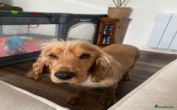 Cocker Spaniel dogs for stud: Golden Cocker Spaniel – Stud Dog Available 🐾 - Image 2