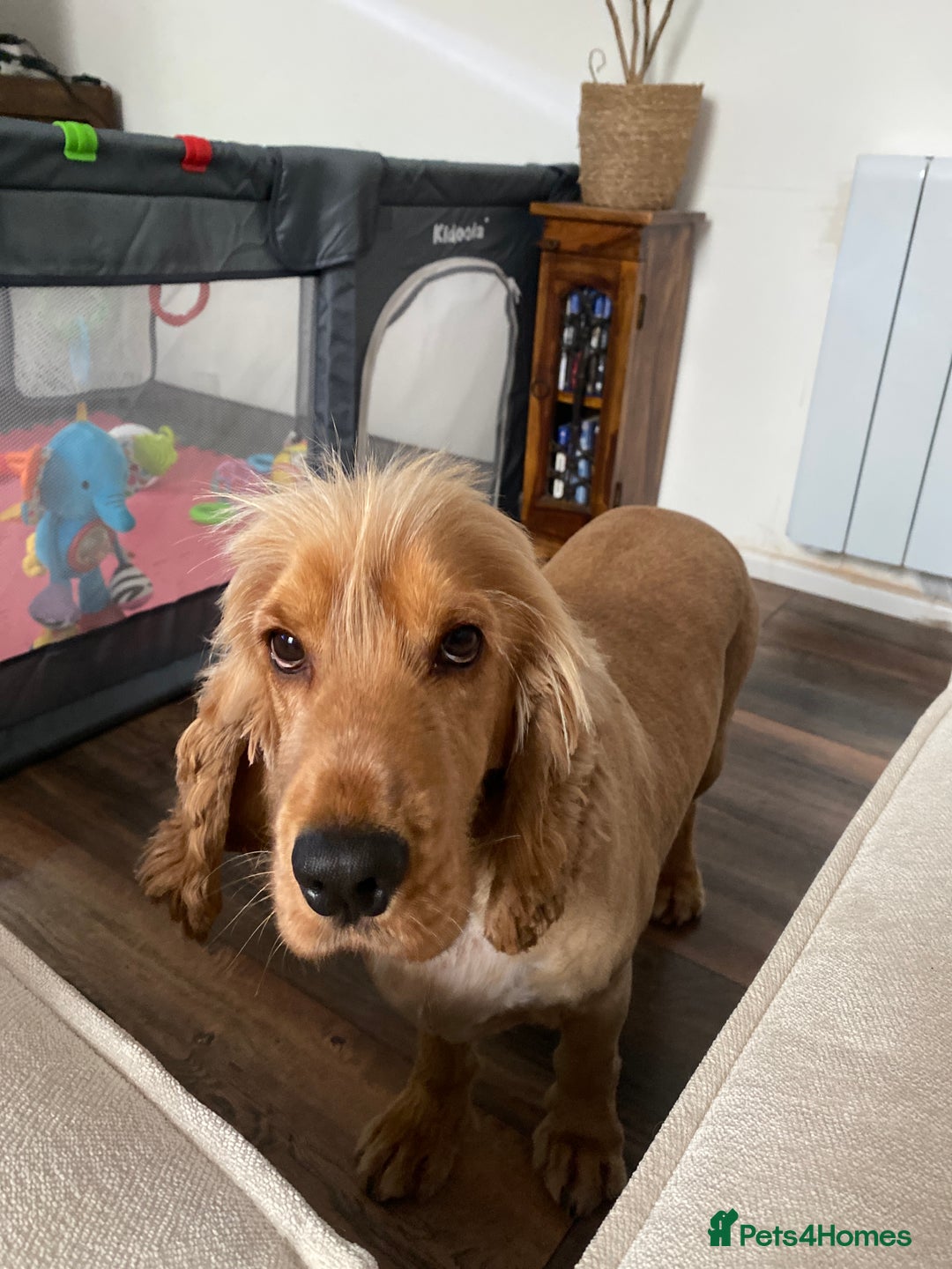 Cocker Spaniel dogs for stud: Golden Cocker Spaniel – Stud Dog Available 🐾 - Image 2