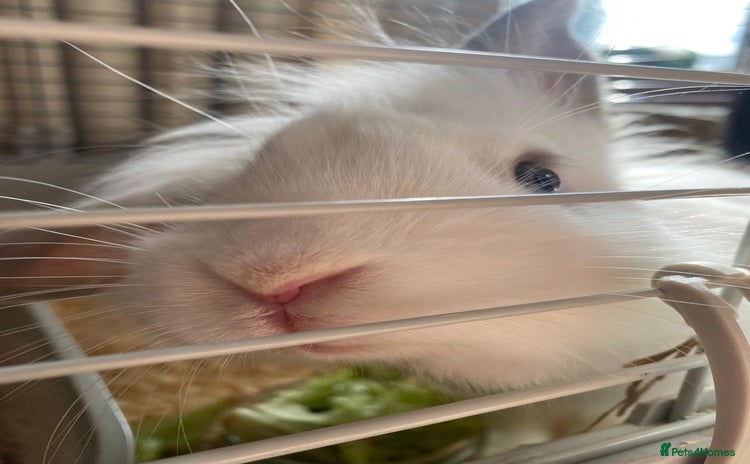 Mini Lion Lop rabbits - Advert 4