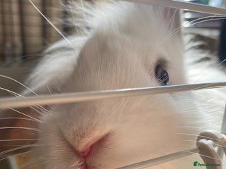 Mini Lion Lop rabbits for sale - Advert 1
