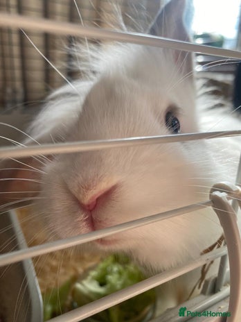 Mini Lion Lop rabbits - Advert 1