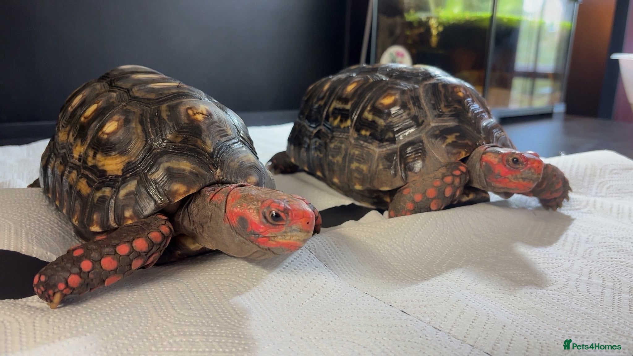 Tortoise reptiles Breeding pair of high marbled cherry heads  - Advert 14