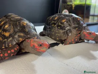 Tortoise reptiles Breeding pair of high marbled cherry heads - Advert 14