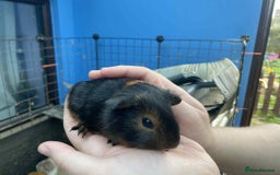 Guinea Pig rodents for sale: Male baby guinea pig teddy's & funkys - Image 5